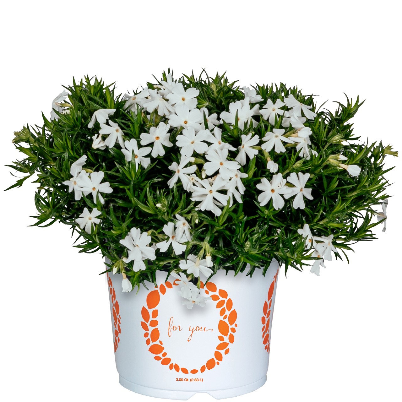 Флокс subulata Spring Late White