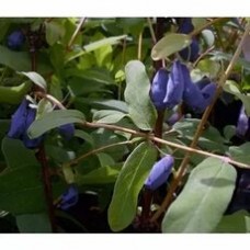 Жимолость голубая Маша (Lonicera caerulea)