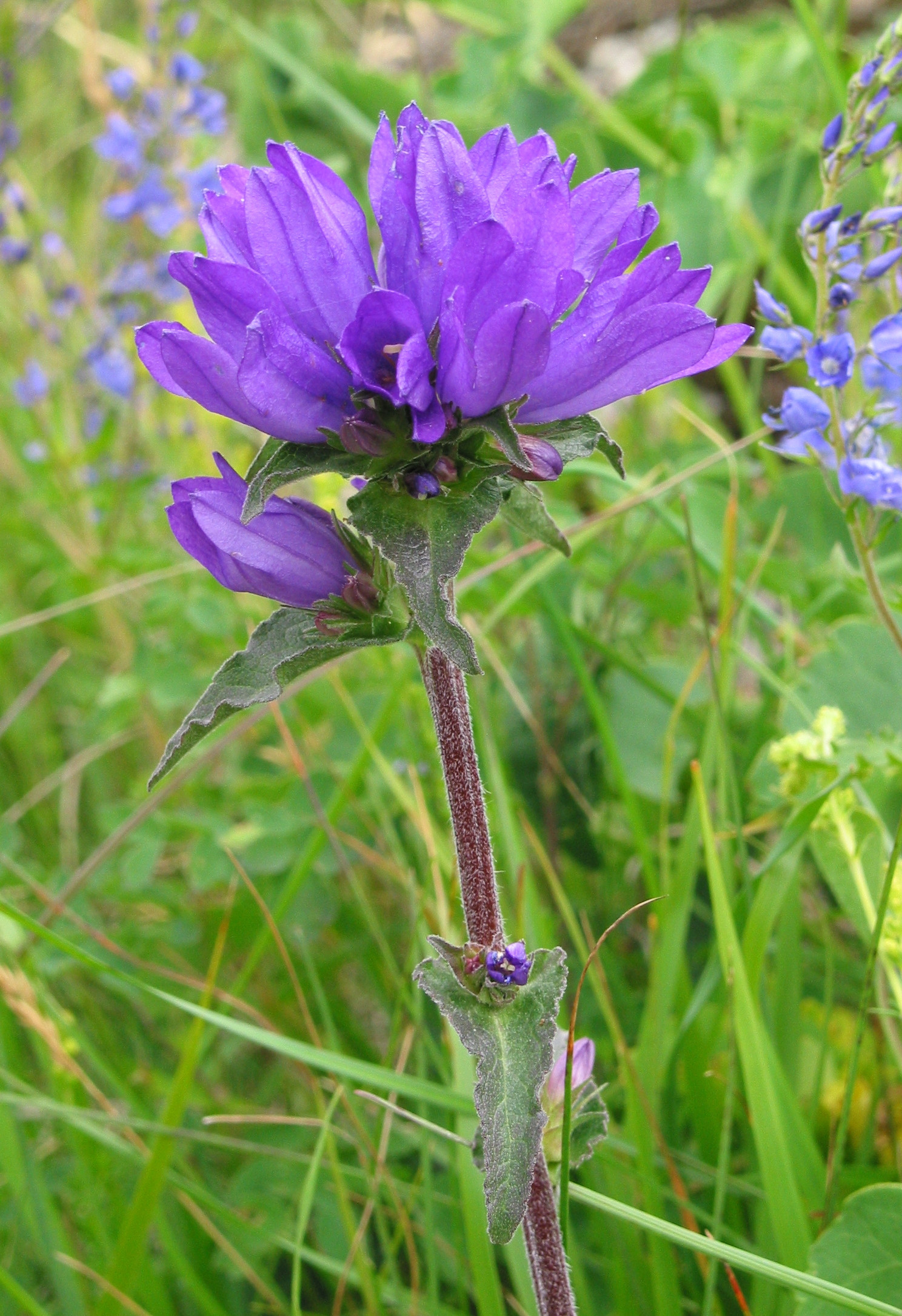 Колокольчик скученный (Campanula glomerata Freya)