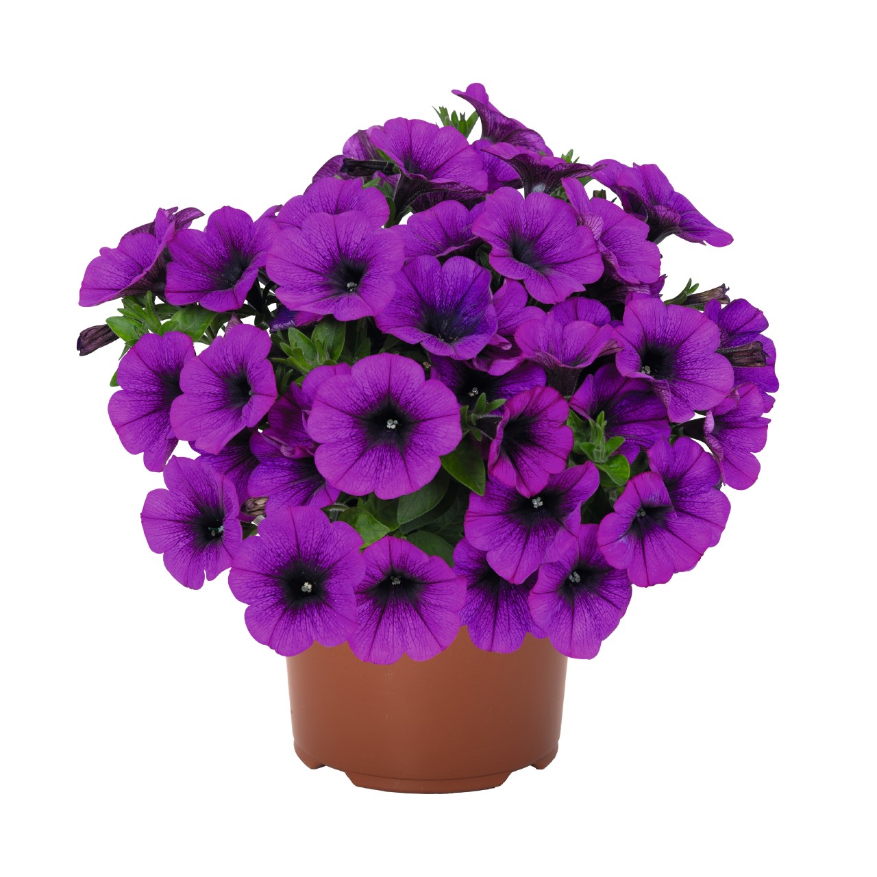 Петуния Sweetunia Lilac