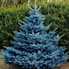 Ель колючая (Pícea pūngens Super Blue)