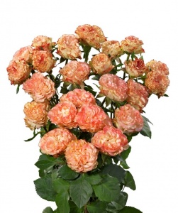 Роза Чарминг Флоу