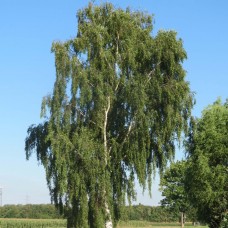 Береза повислая (Betula pendula)