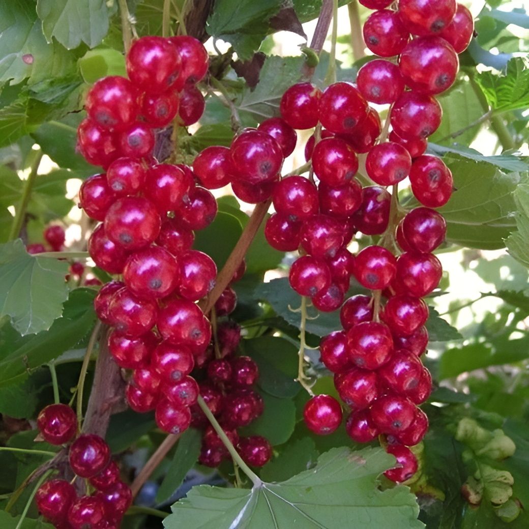 smorodina-ribes-krasnaya
