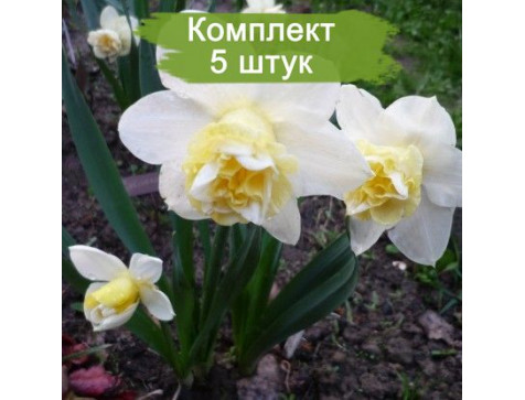 Нарцисс Попай (белый)