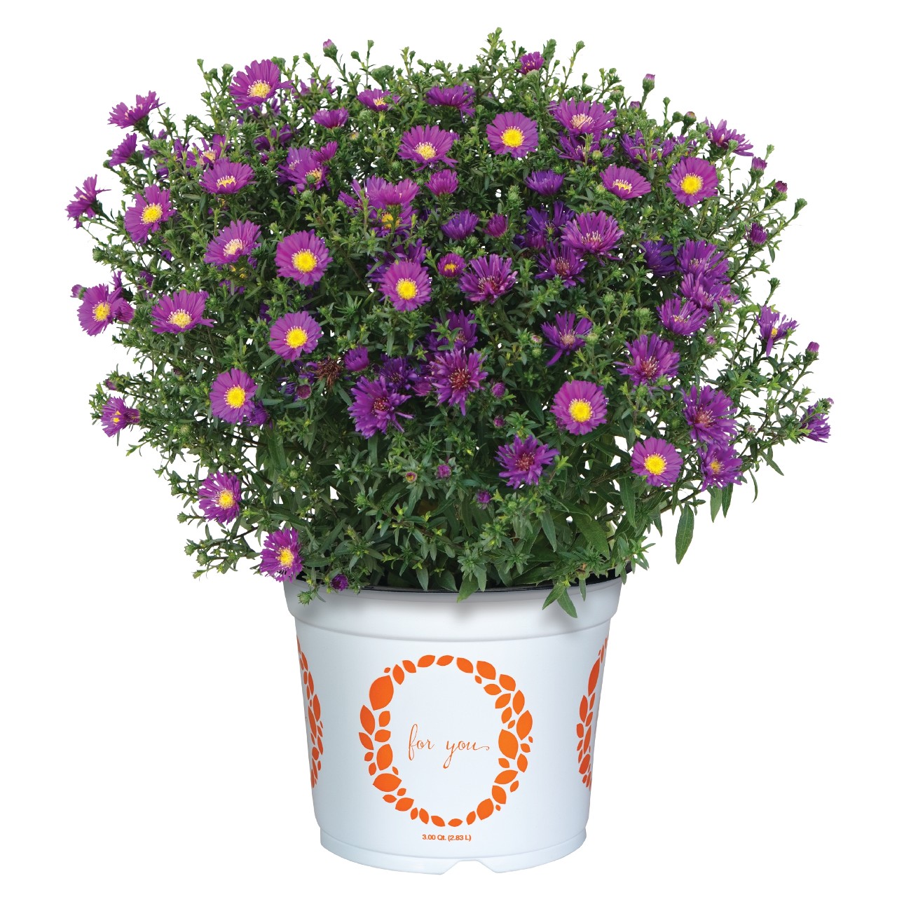 Астра Aurora Purple