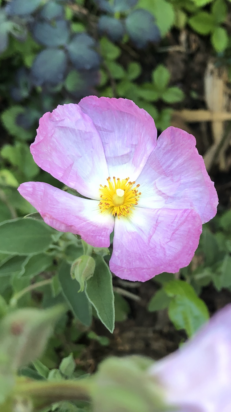 Ладанник гибридный Decumbens