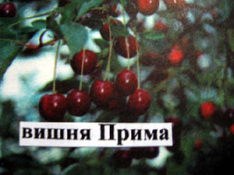 Вишня Прима
