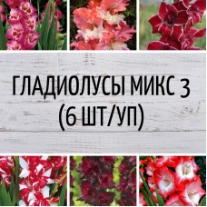 Гладиолус микс 3 (6шт/уп)
