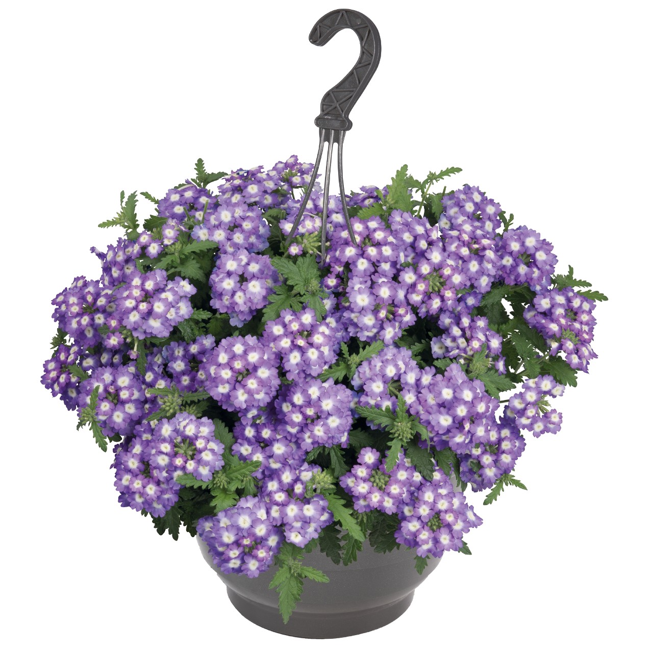Вербена Empress Sun Lavender Charme