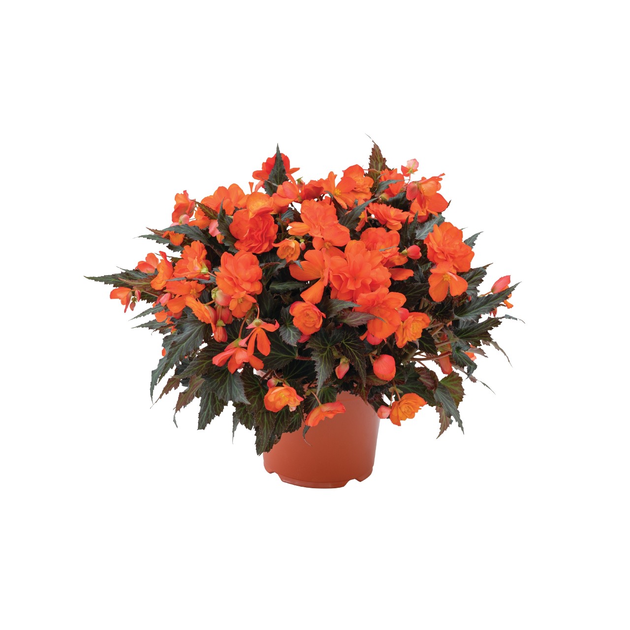 Бегония I'CONIA Portofino Orange