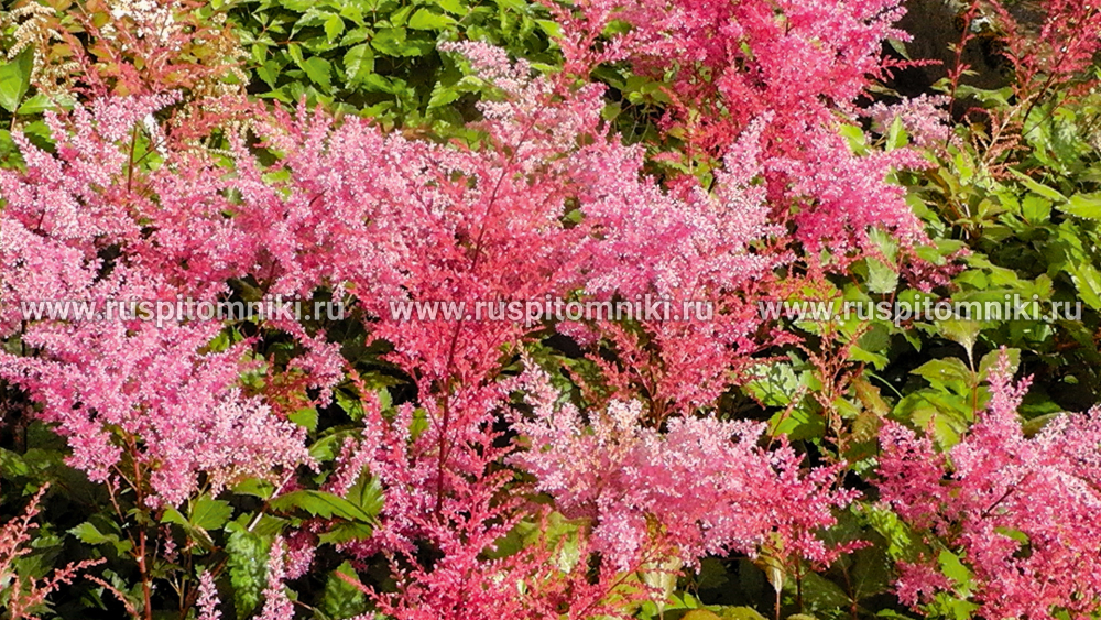 Астильба простолистная Inshriash Pink