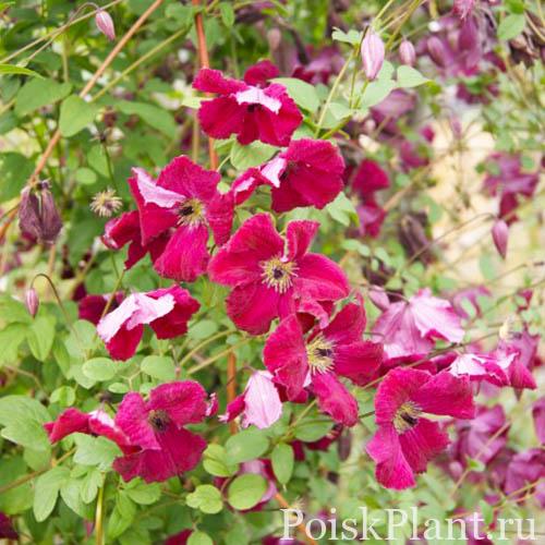 Клематис фиолетовый Rubra