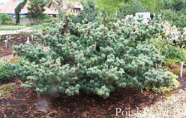 Сосна мелкоцветковая Pentaphylla Glauca