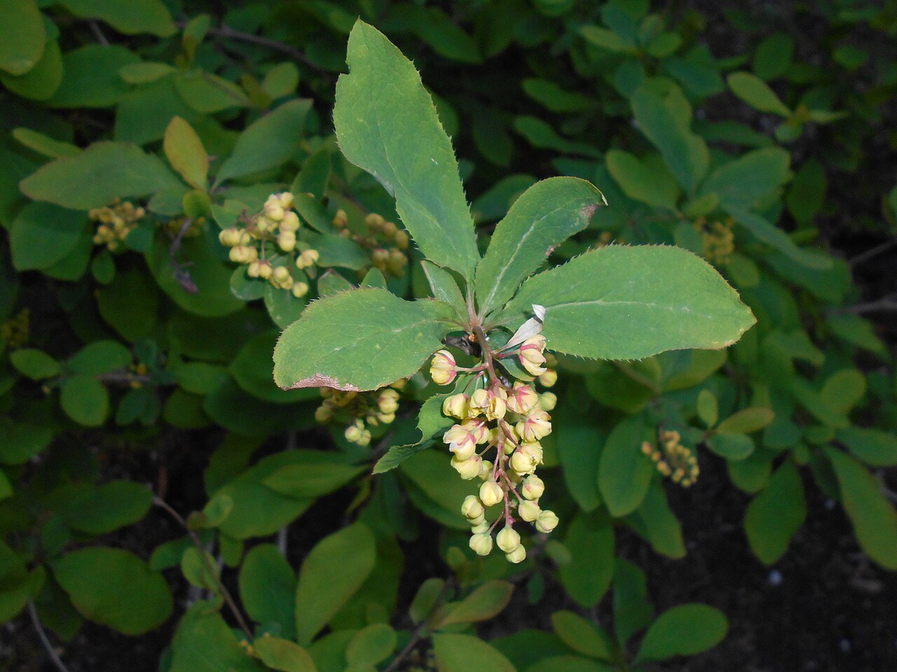 Барбарис амурский | Berberis amurensis 40 см (С5)