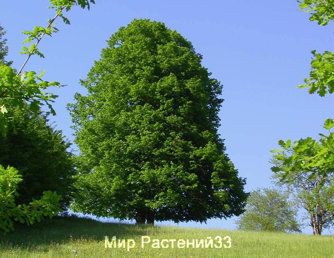 lipa-melkolistnaya