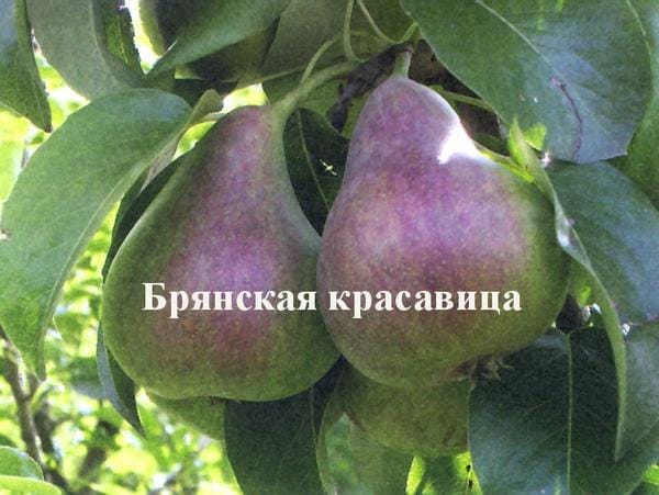 Груша Брянская красавица