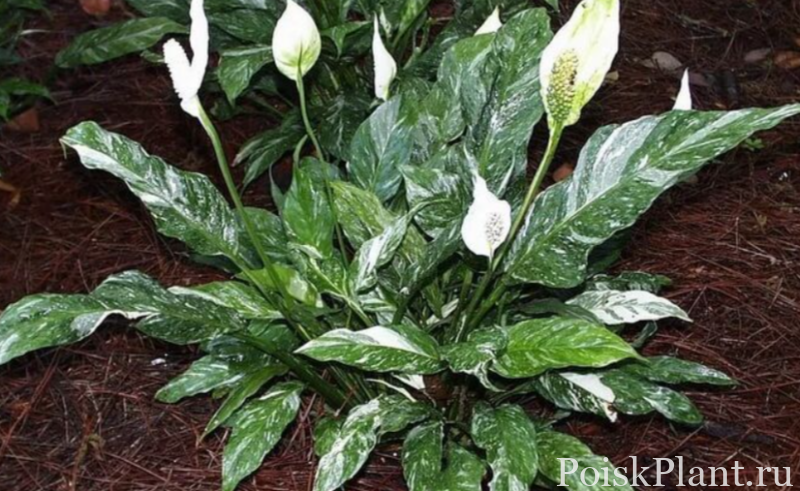 Спатифиллум гибридный Diamond Variegata