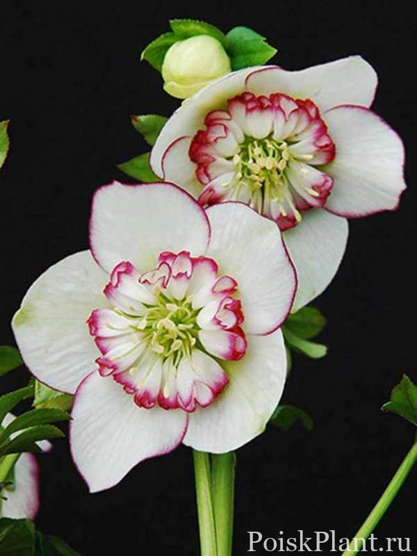 Морозник гибридный Picotee Pearl
