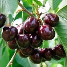 Черешня обыкновенная Речица (Prunus avium)