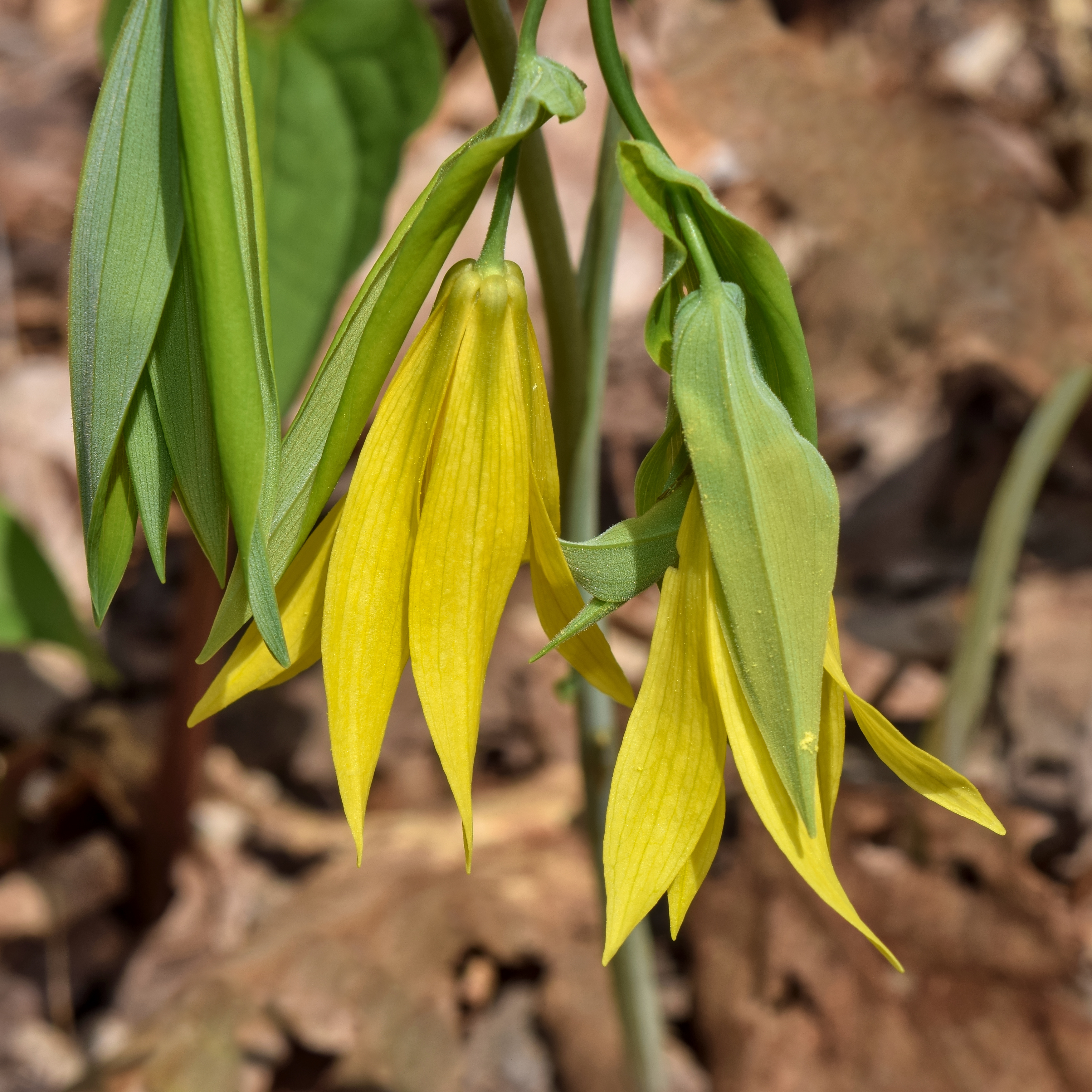 Увулярия крупноцветковая Pallida