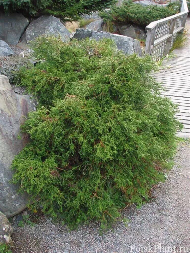 Кипарисовик тупой Coralliformis