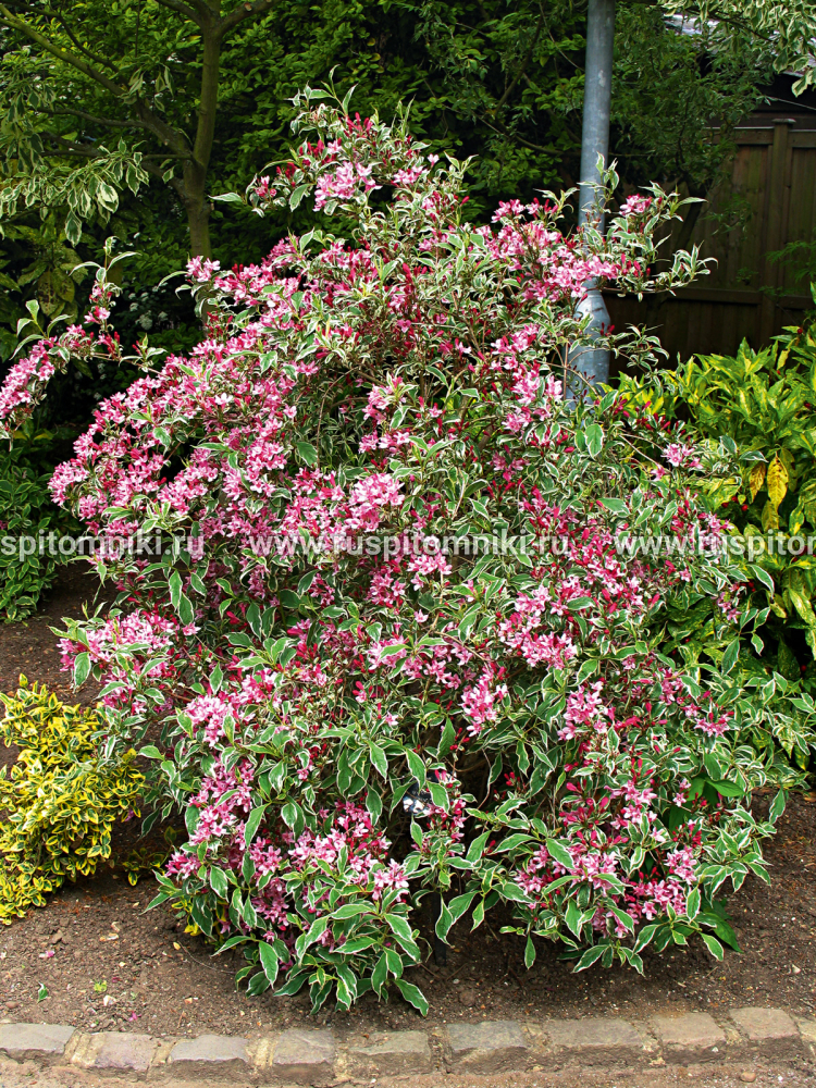 Вейгела цветущая Variegata