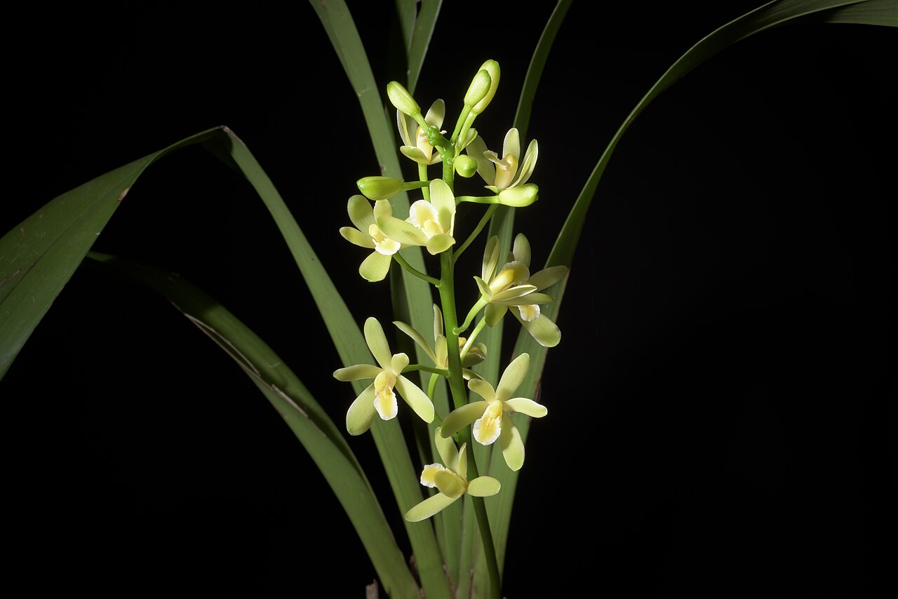 Orchidaceae Cymbidium chloranthum