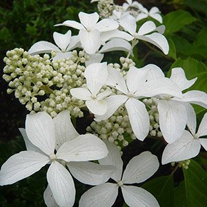 Гортензия метельчатая "Great Star"