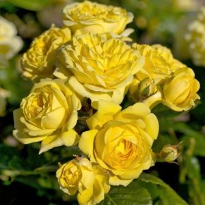 Роза "Anny Duperey"