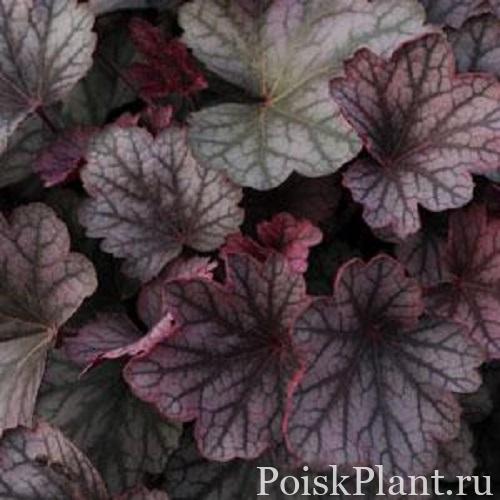 Гейхера гибридная Carnival Plum Crazy