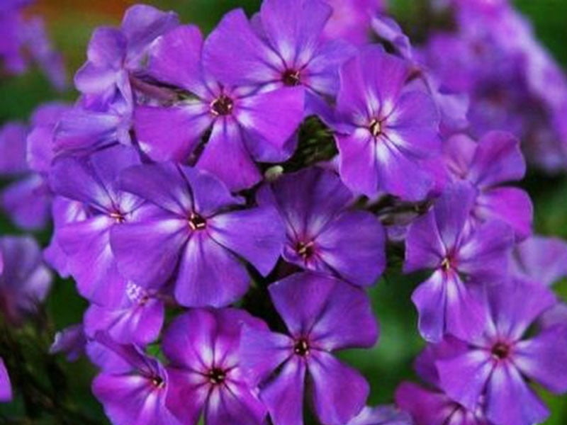 Флокс метельчатый Полина