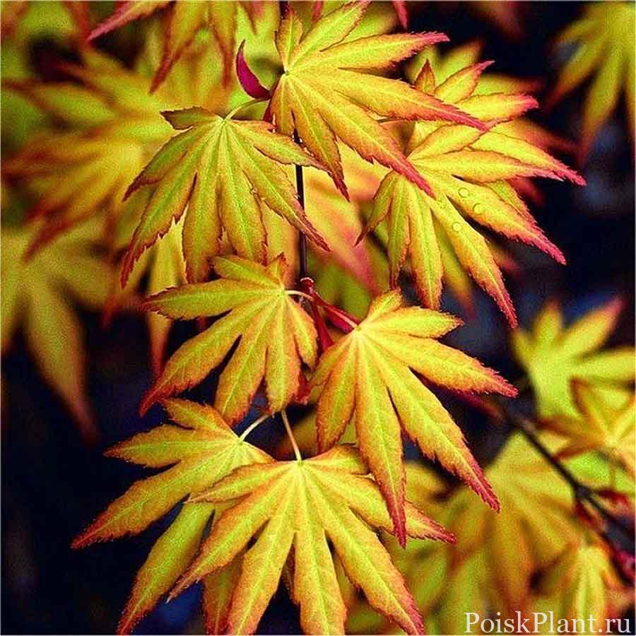 Клен пальмолистный Katsura