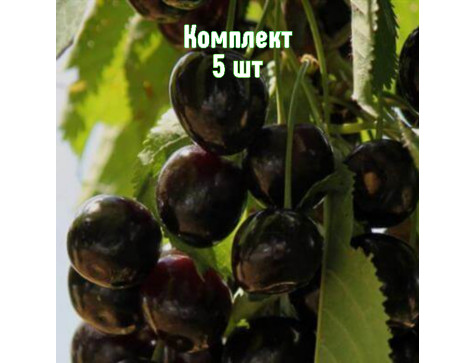 Вишня Морель Брянская