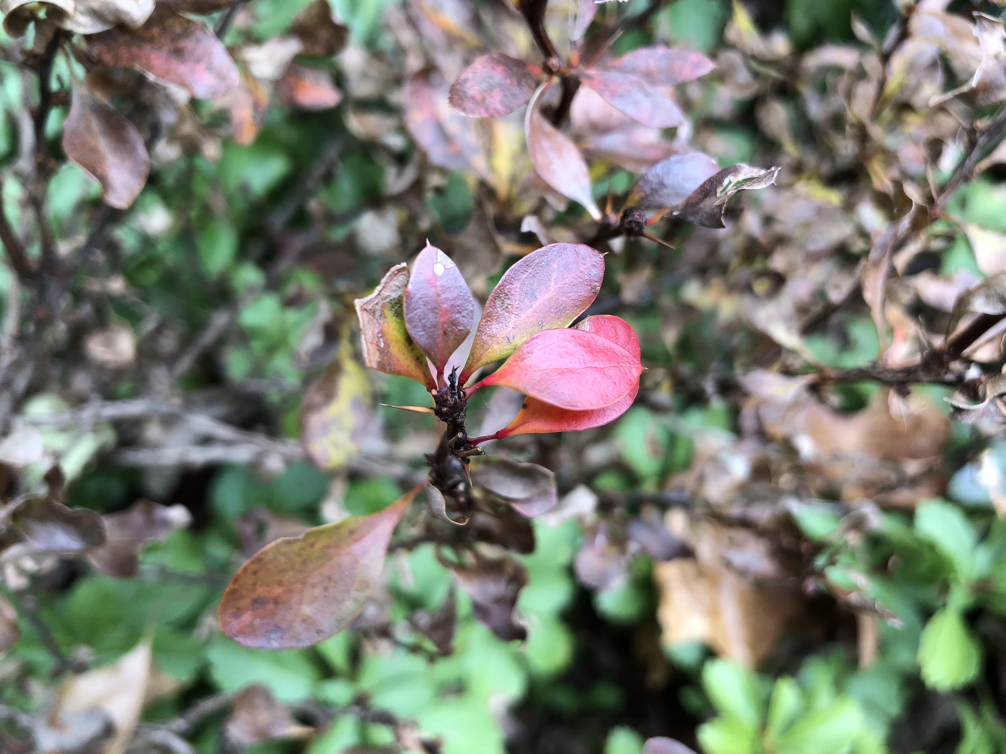 Барбарис Atropurpurea