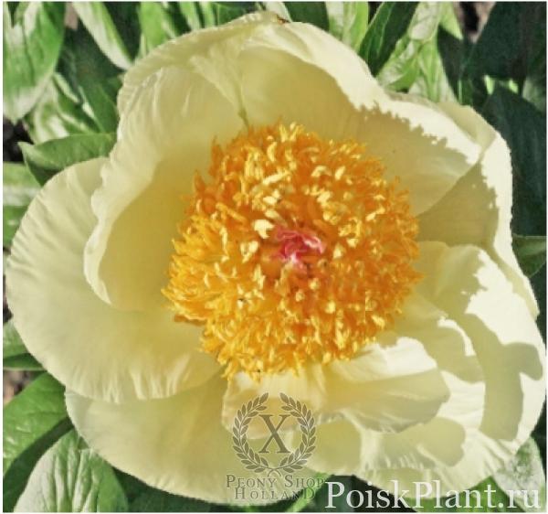Пион травянистый Joyful Sun