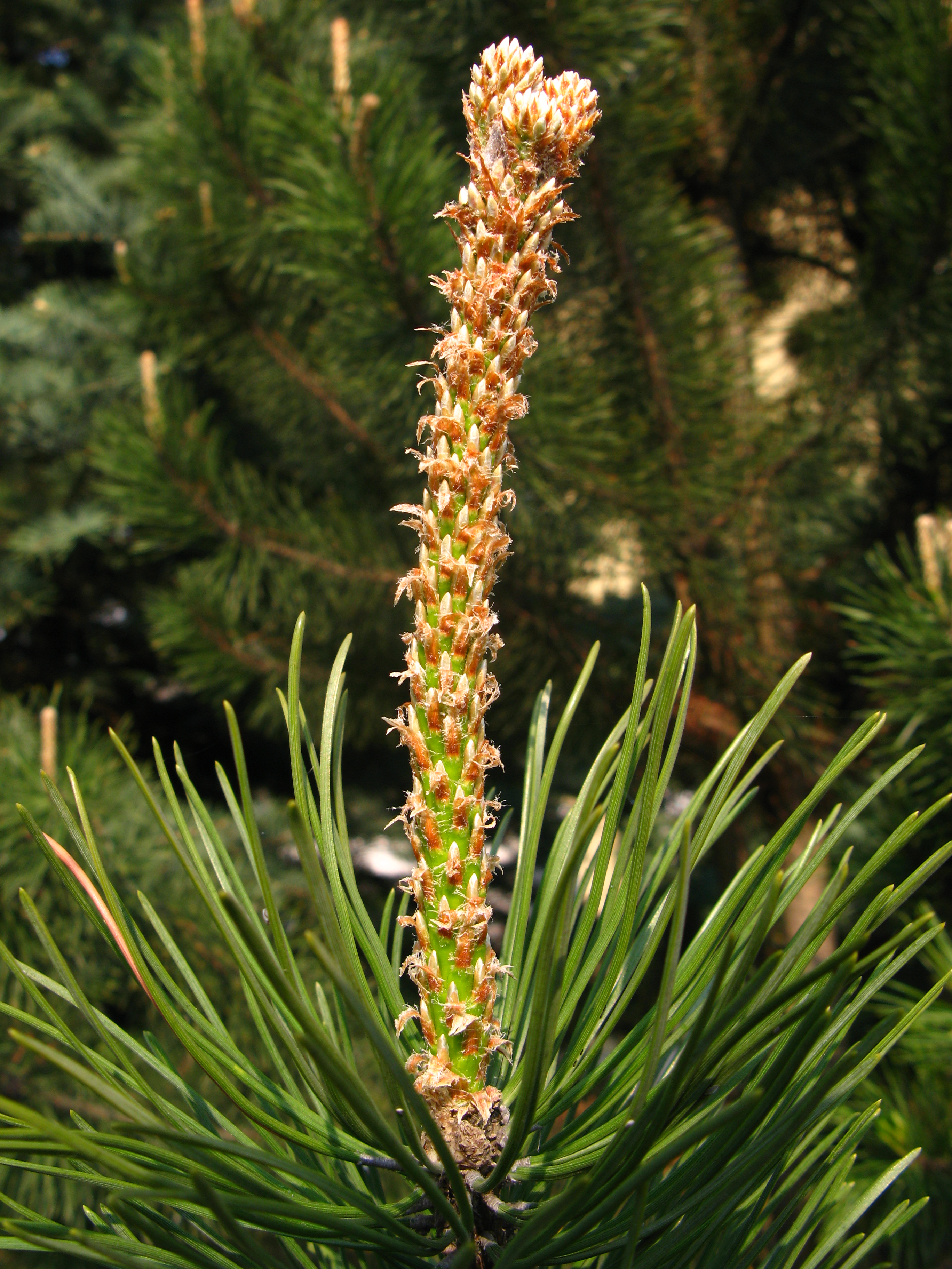 Сосна ротундата Halda