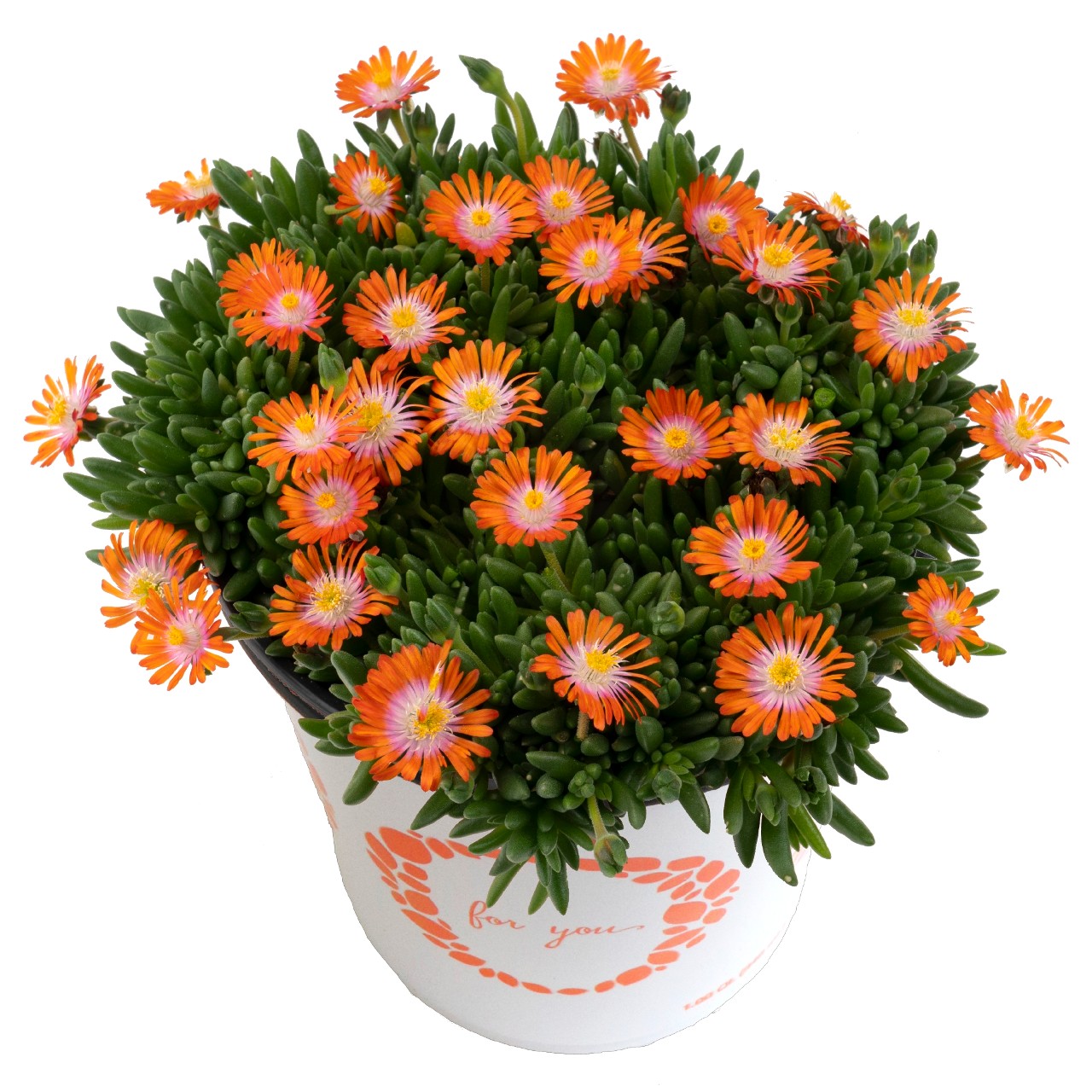 Делосперма Rock Crystal Orange