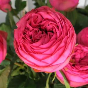 Роза "Pink Piano"