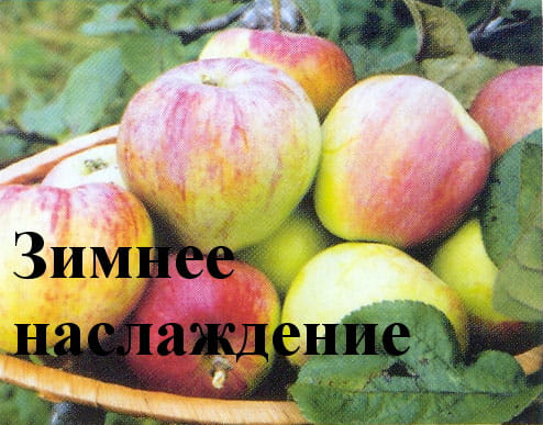 Яблоня Зимнее наслаждение