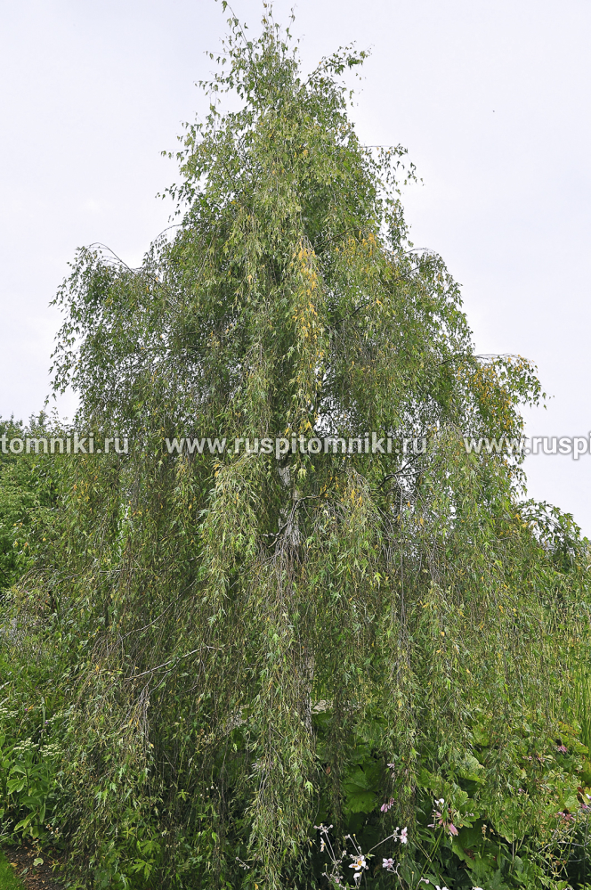 Береза повислая, бородавчатая, плакучая Gracilis