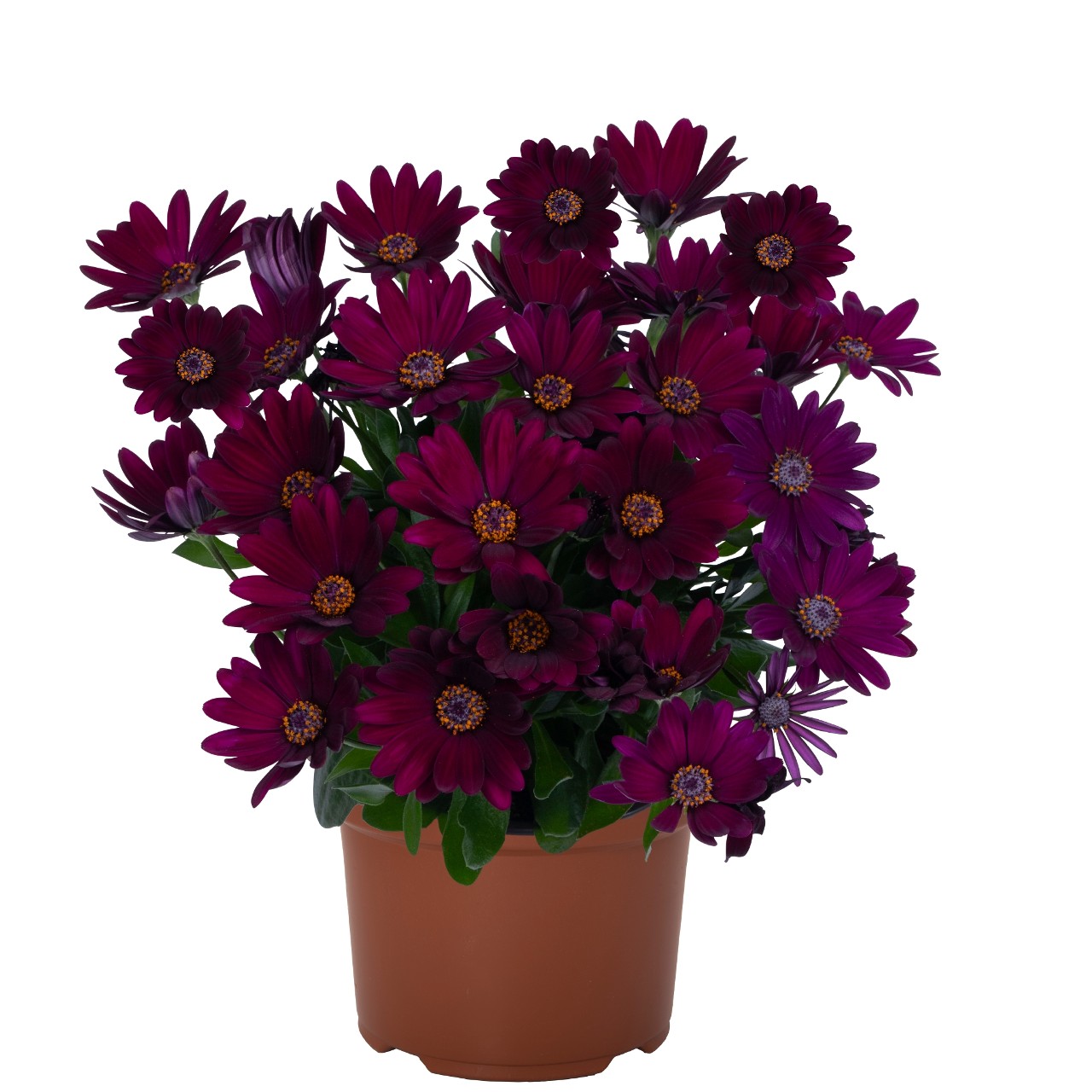 Остеоспермум Margarita Dark Purple