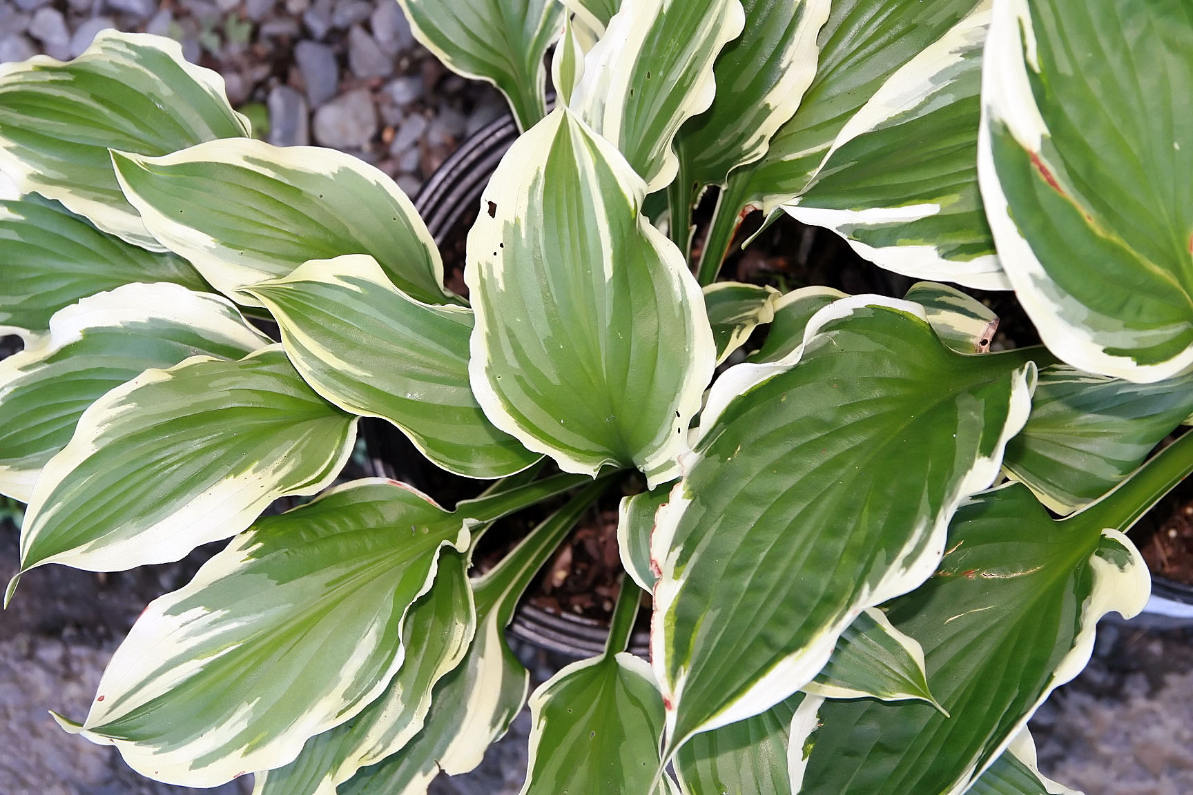 Хоста (Hosta Minuteman)