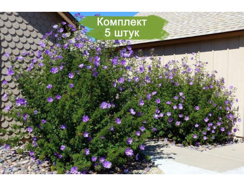 Гибискус Хьюгеля