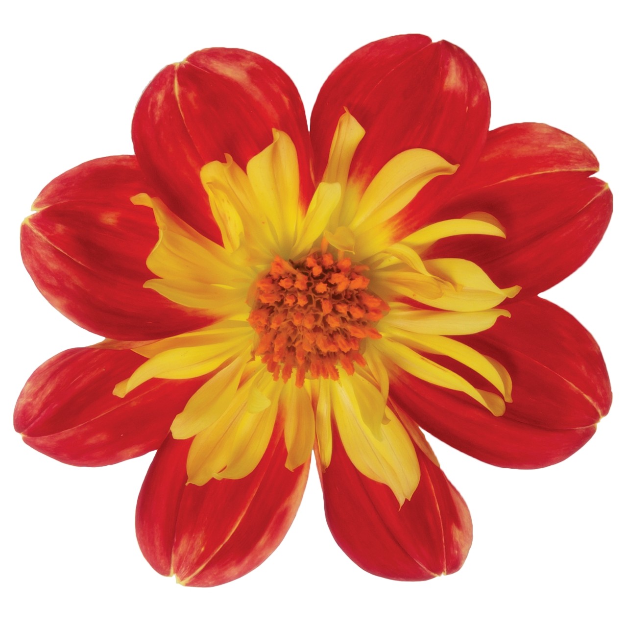 Георгина Summer Bees Red Star