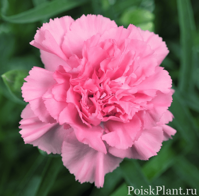 Гвоздика альвуди Dinamic Pink