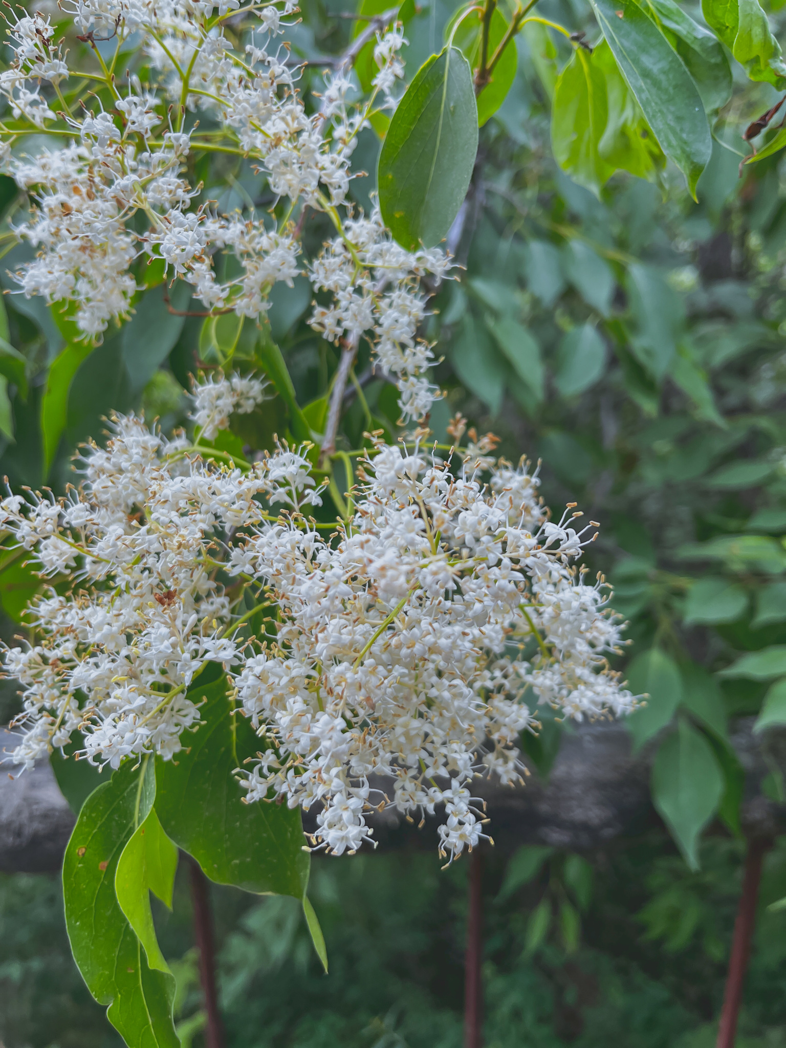 international backfill (iNaturalist): Syringa amurensis