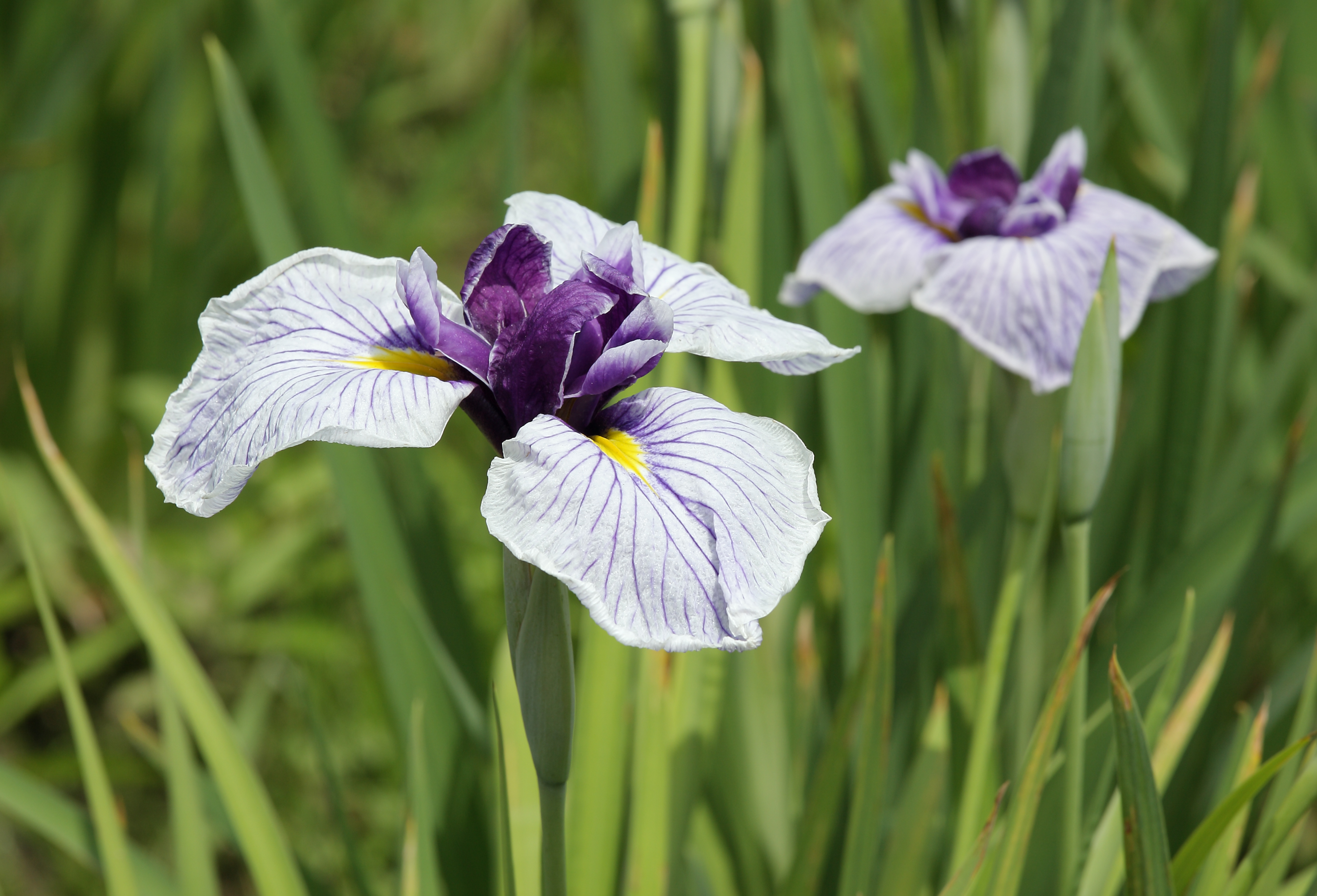 Ирис мечевидный (Iris ensata Katy Mendez)
