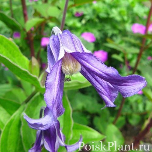 Клематис цельнолистный Bluish Violet