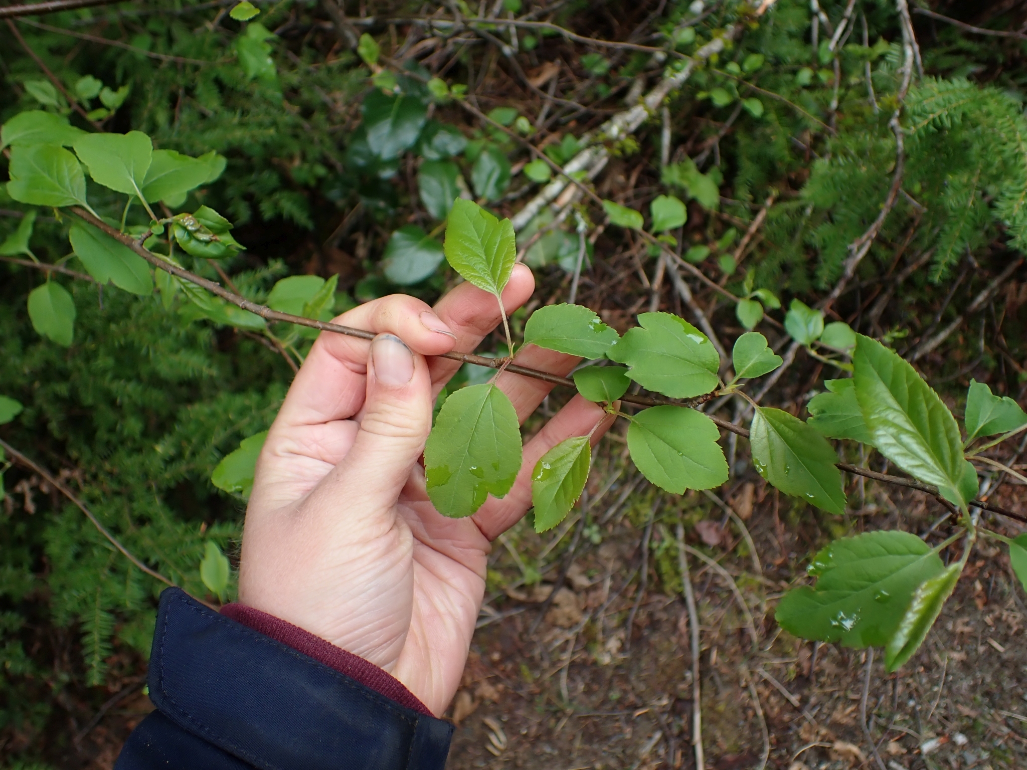 international backfill (iNaturalist): Malus